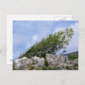 CARTE POSTALE ARBRES (Devant / Derrière)