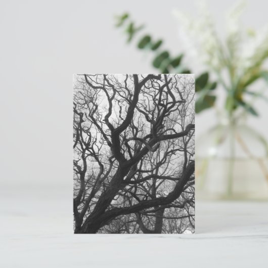 Carte Postale Arbres (Debout devant)