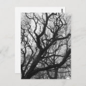 Carte Postale Arbres (Devant / Derrière)