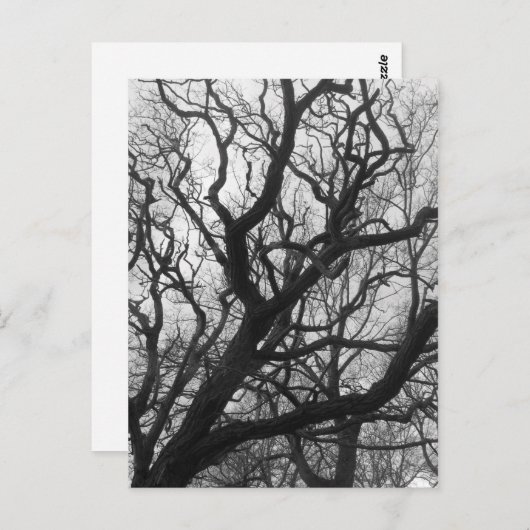 Carte Postale Arbres (Devant / Derrière)