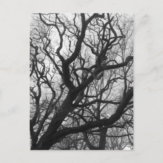 Carte Postale Arbres (Devant)