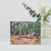 Carte Postale Arbres (Debout devant)