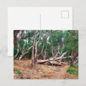Carte Postale Arbres (Devant / Derrière)