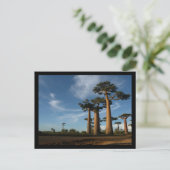 CARTE POSTALE ARBRES (Debout devant)