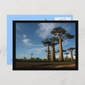 CARTE POSTALE ARBRES (Devant / Derrière)