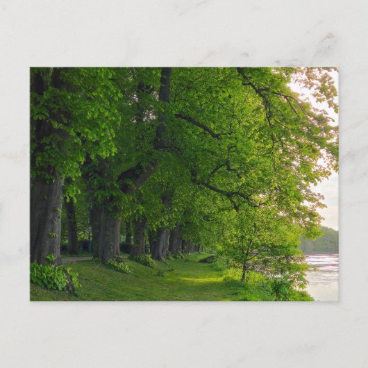 Carte Postale Arbres (Devant)