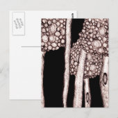 Carte Postale Arbres (Devant / Derrière)