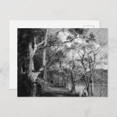 CARTE POSTALE ARBRES (Devant / Derrière)