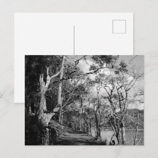 CARTE POSTALE ARBRES (Devant / Derrière)