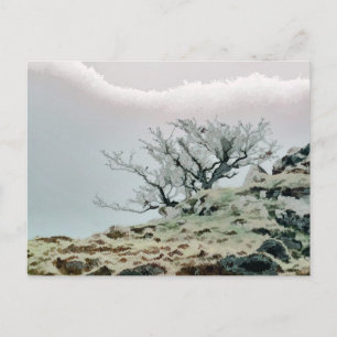 CARTE POSTALE ARBRES