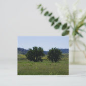 Carte Postale Arbres à Cotons (Debout devant)