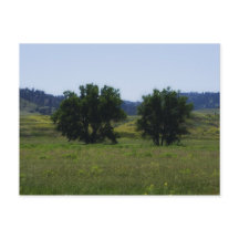 Arbres à Cotons