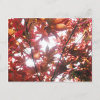 Arbres à érable rouges japonais Feuilles Photo