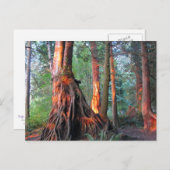 Carte Postale Arbres à feu (Devant / Derrière)