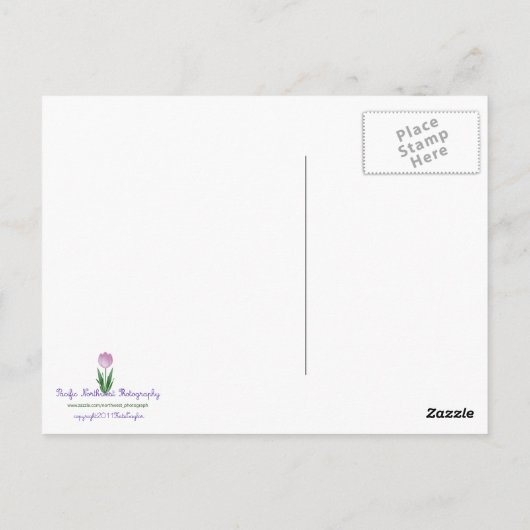 Carte Postale Arbres à feu (Dos)