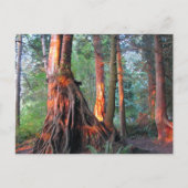 Carte Postale Arbres à feu (Devant)