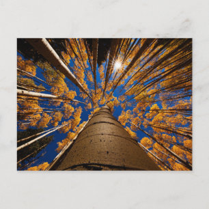 Carte Postale Arbres à Flagstaff, Arizona (San Francisco Peaks)