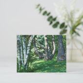 Carte Postale Arbres à flanc de colline (Debout devant)
