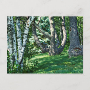 Carte Postale Arbres à flanc de colline