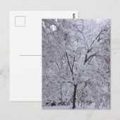 Carte Postale Arbres à neige (Devant / Derrière)