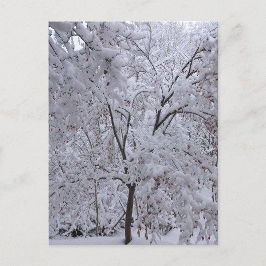 Carte Postale Arbres à neige (Devant)