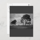 Carte Postale Arbres à vent (Devant / Derrière)