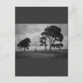 Carte Postale Arbres à vent (Devant)