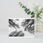 Carte Postale Arbres atteignant le ciel (Debout devant)