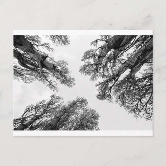 Carte Postale Arbres atteignant le ciel (Devant)