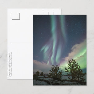 Carte Postale Arbres aurifères du Nord