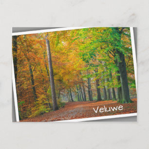 Carte Postale Arbres avec feuillage d'automne dans une forêt