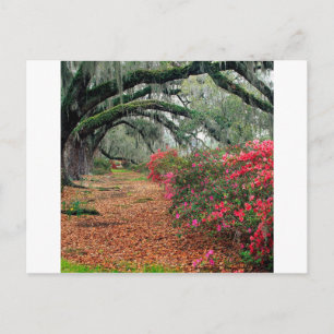 Carte Postale Arbres Azaleas Chênes Magnolia Charleston