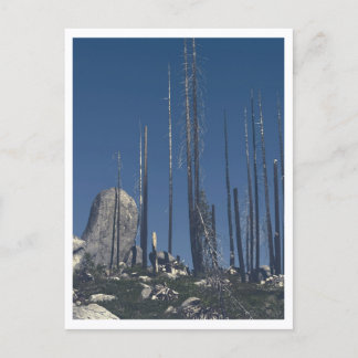 Carte Postale Arbres brûlés