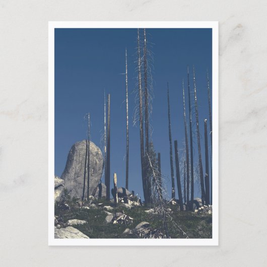 Carte Postale Arbres brûlés (Devant)