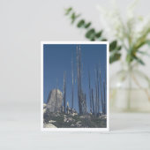 Carte Postale Arbres brûlés (Debout devant)
