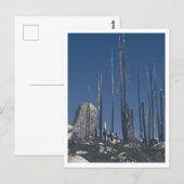 Carte Postale Arbres brûlés (Devant / Derrière)
