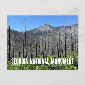 Carte Postale Arbres brûlés dans la forêt nationale de Sequoia