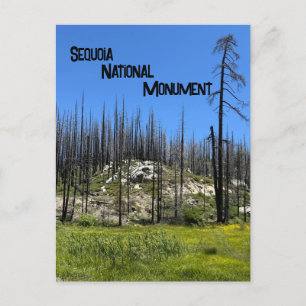 Carte Postale Arbres brûlés dans le monument national de Giant S