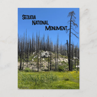 Carte Postale Arbres brûlés dans le monument national de Giant S