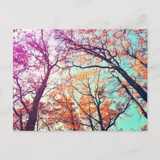 Carte Postale Arbres colorés (Devant)