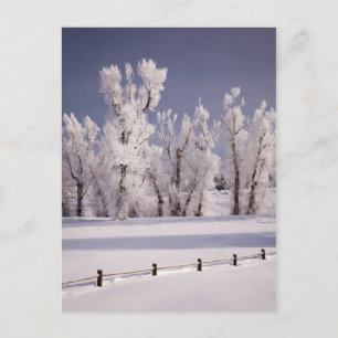 Carte Postale Arbres couverts de gel et clôture, Colorado