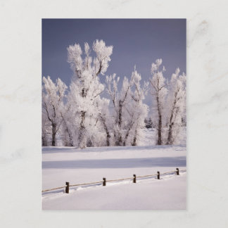 Carte Postale Arbres couverts de gel et clôture, Colorado