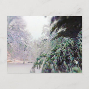 Carte Postale Arbres couverts de neige, Pin sur KC Street