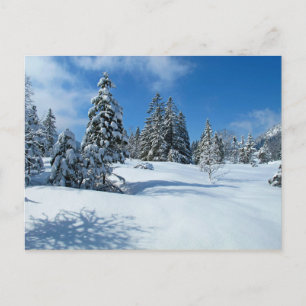 Carte Postale Arbres couverts de neige, Scène d'hiver