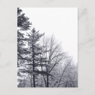 Carte Postale Arbres couverts de neige : Verticaux