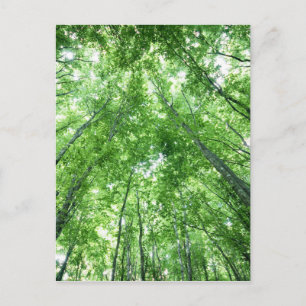 Carte Postale Arbres dans une forêt de la vue inférieure