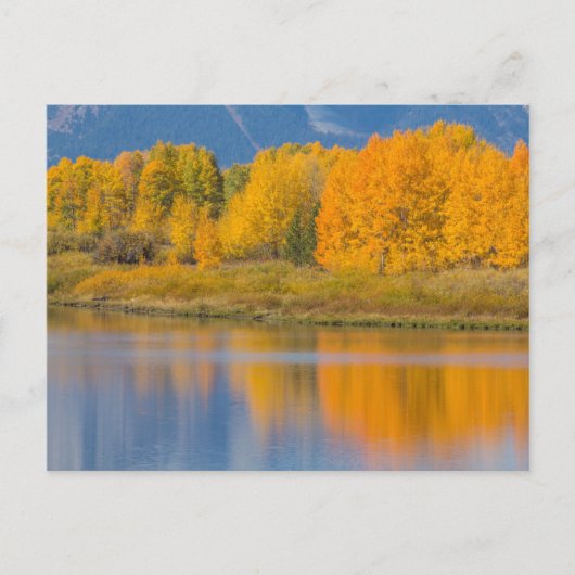 Carte Postale Arbres d'Aspen couleur d'automne (Devant)