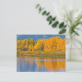 Carte Postale Arbres d'Aspen couleur d'automne (Debout devant)
