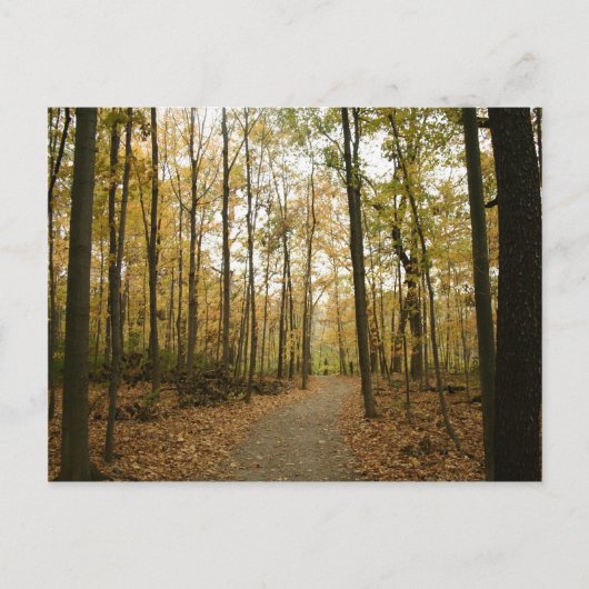 Carte postale Arbres d'automne (Devant)