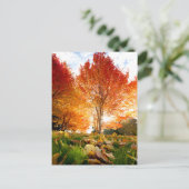 Carte Postale Arbres d'automne (Debout devant)